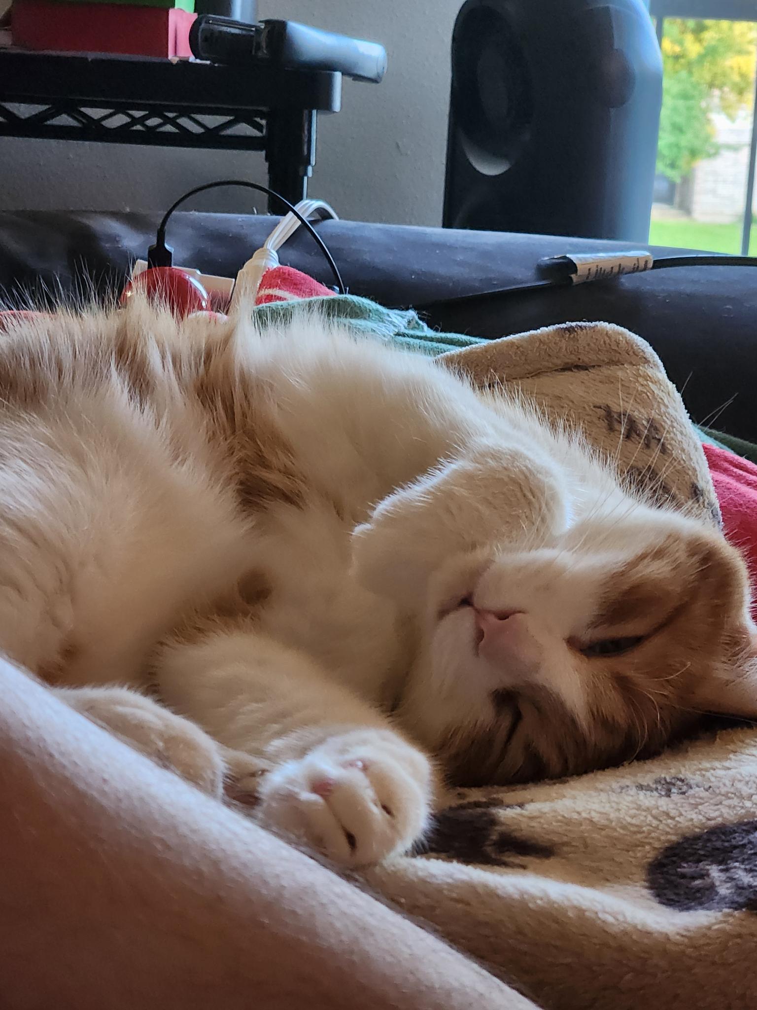 Rusty sprawled on his back, belly up