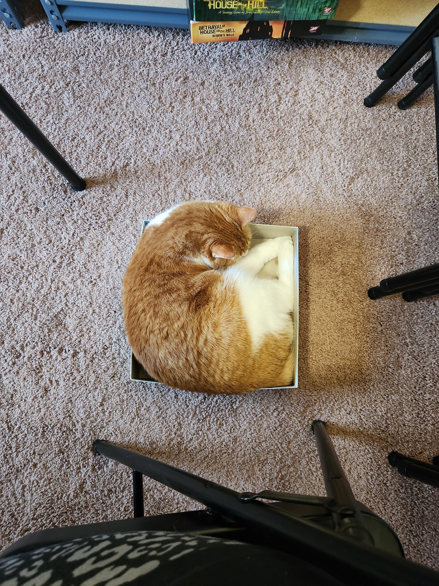Rusty napping curled up in a box