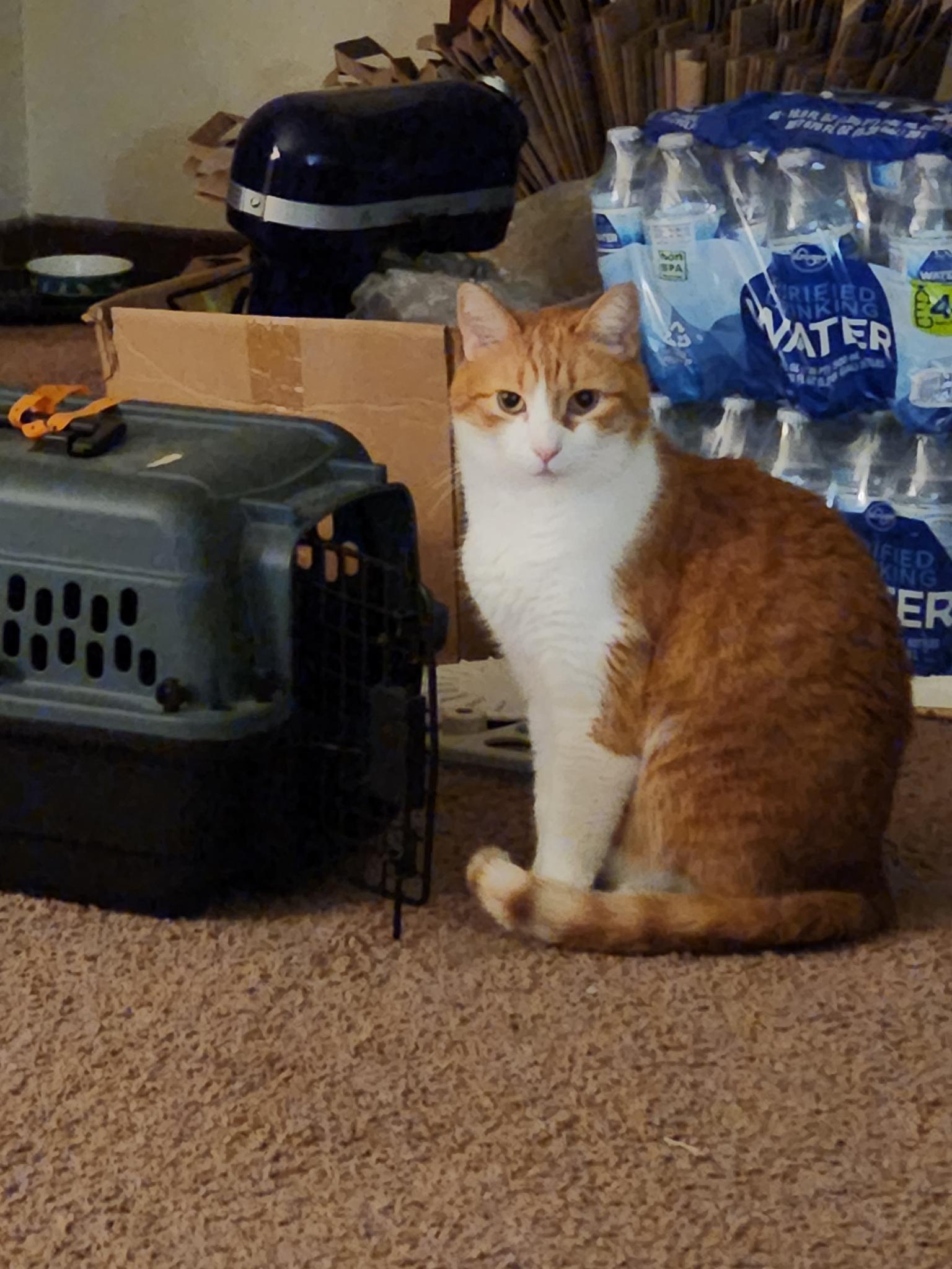 Rusty in his travel carrier