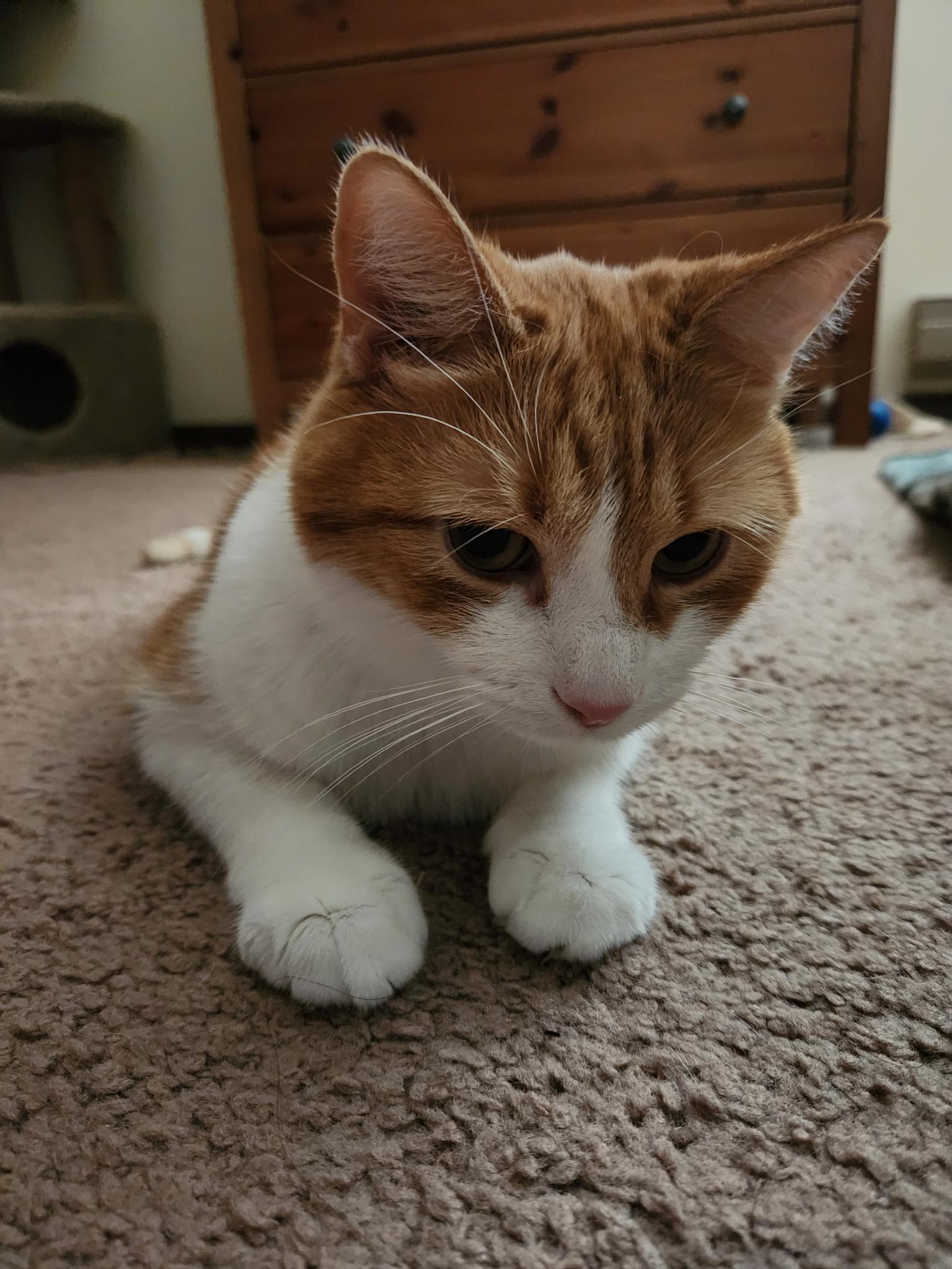 Close-up portrait of Rusty's face