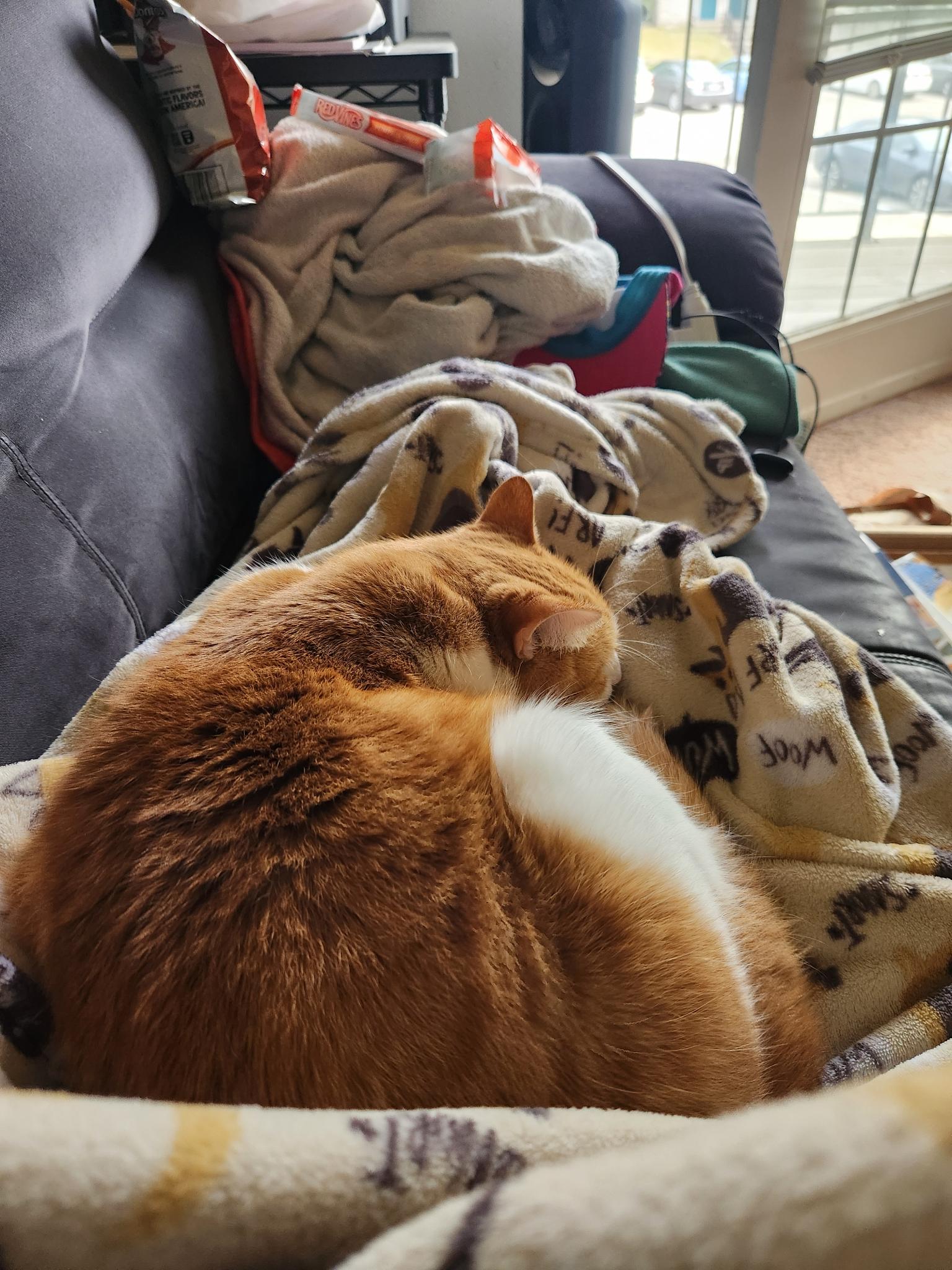 Rusty curled up asleep on the couch
