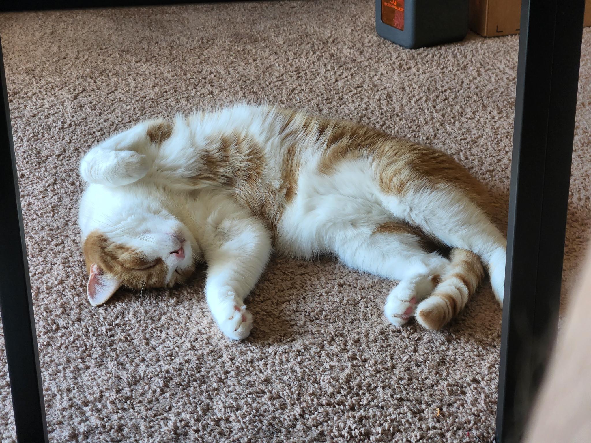 Rusty sprawled out on the floor