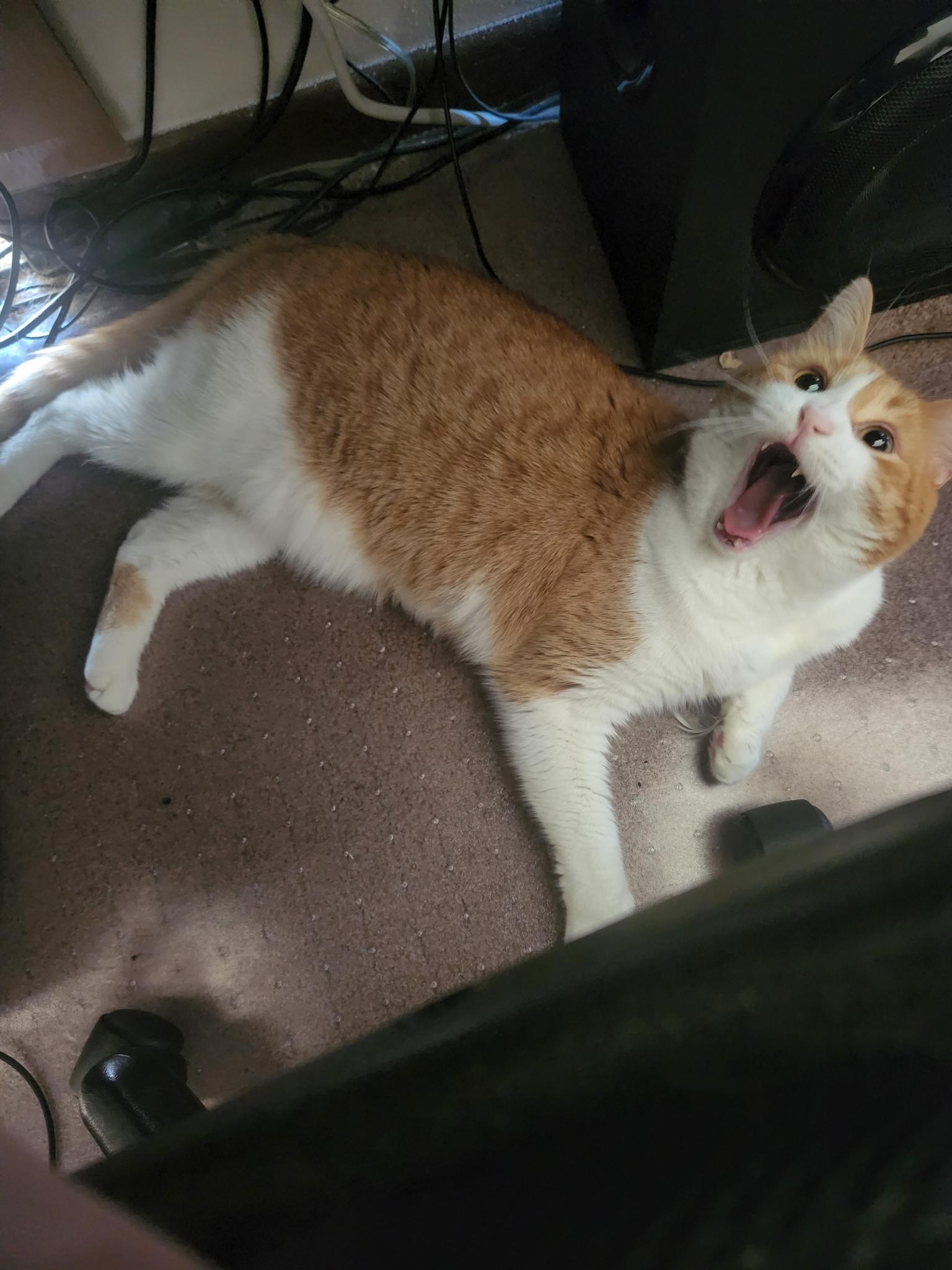 Rusty mid-meow