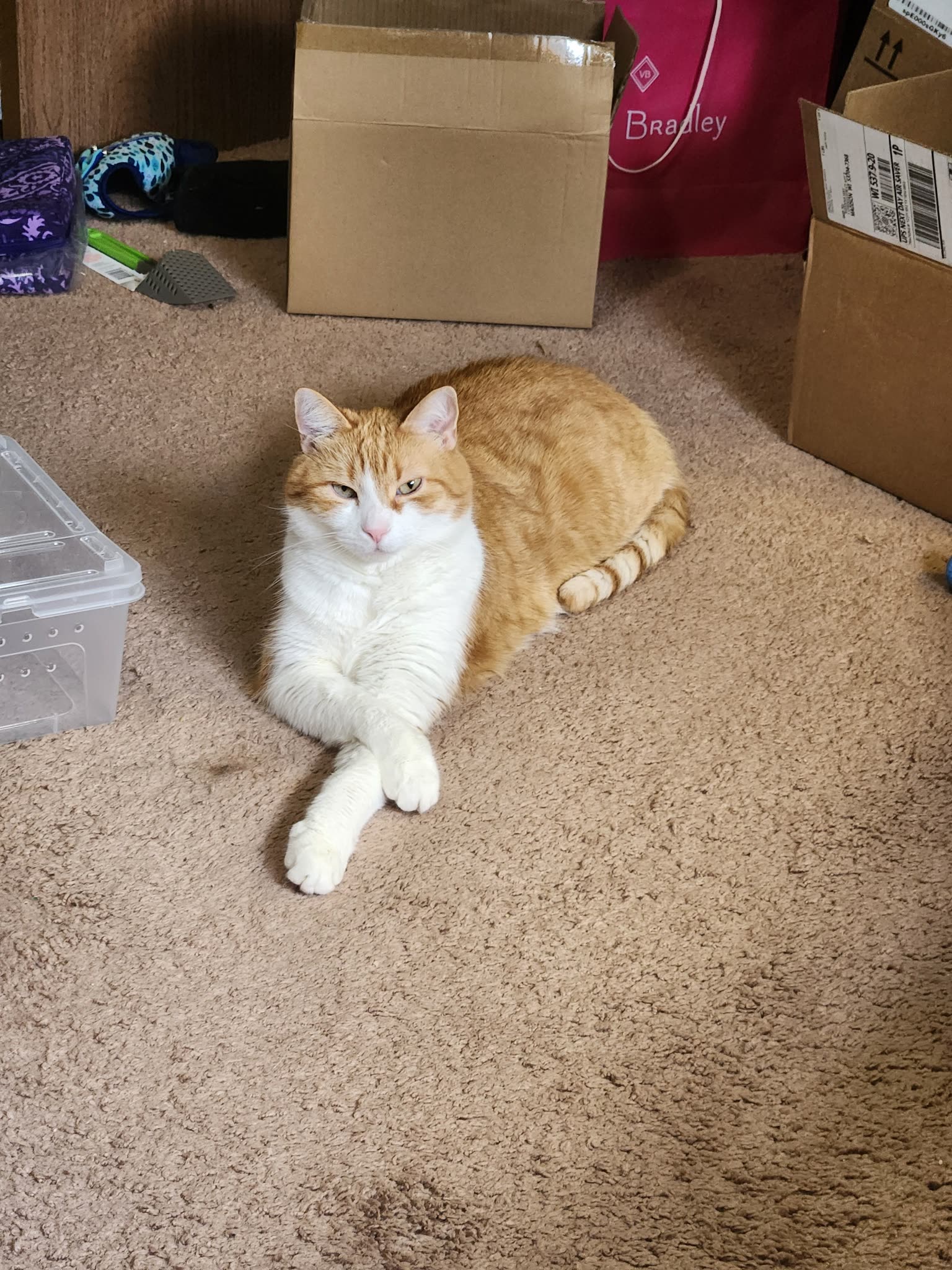 Rusty lounging on the carpet with his front paws crossed