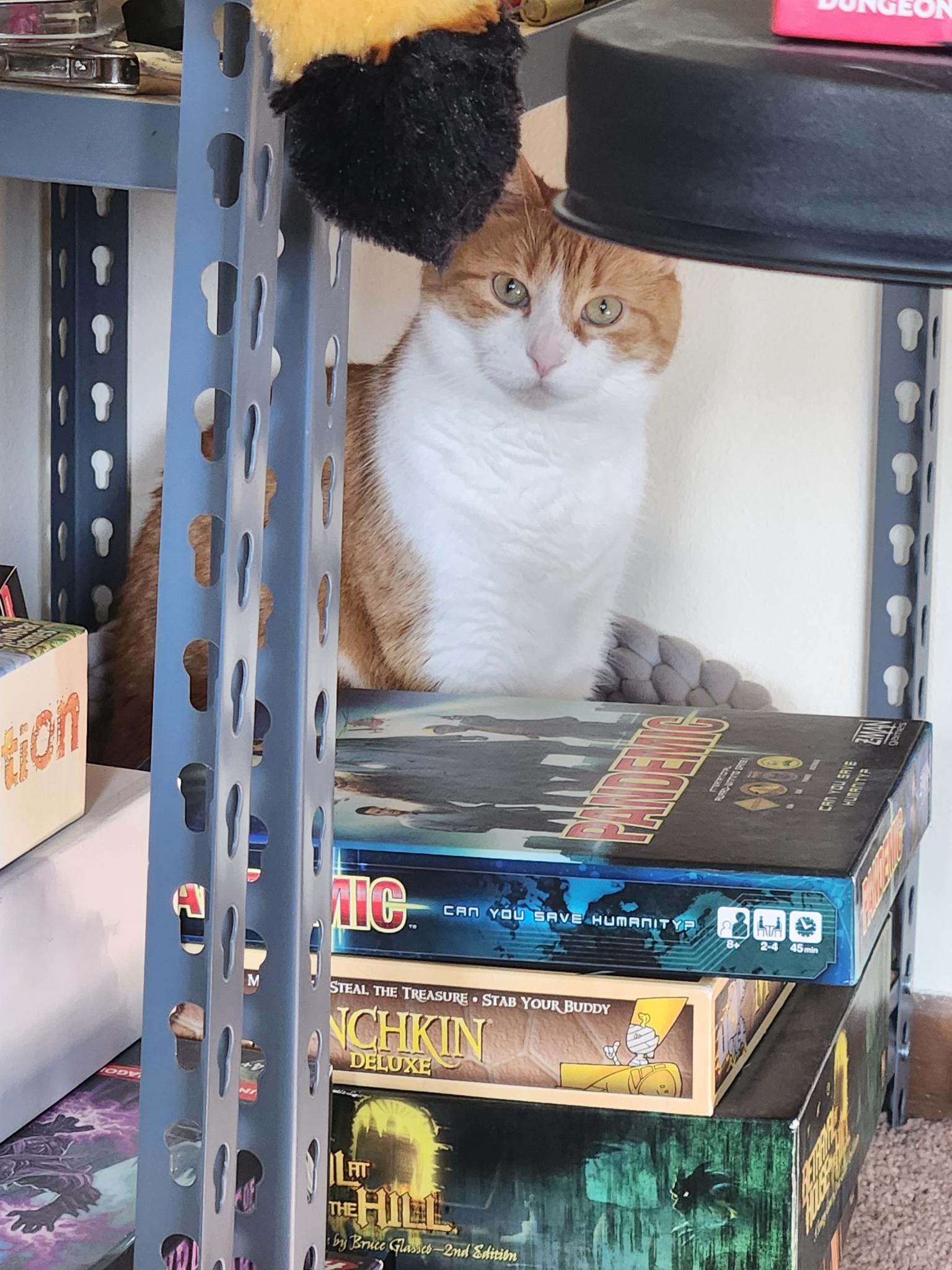 Rusty peeking out from a shelf