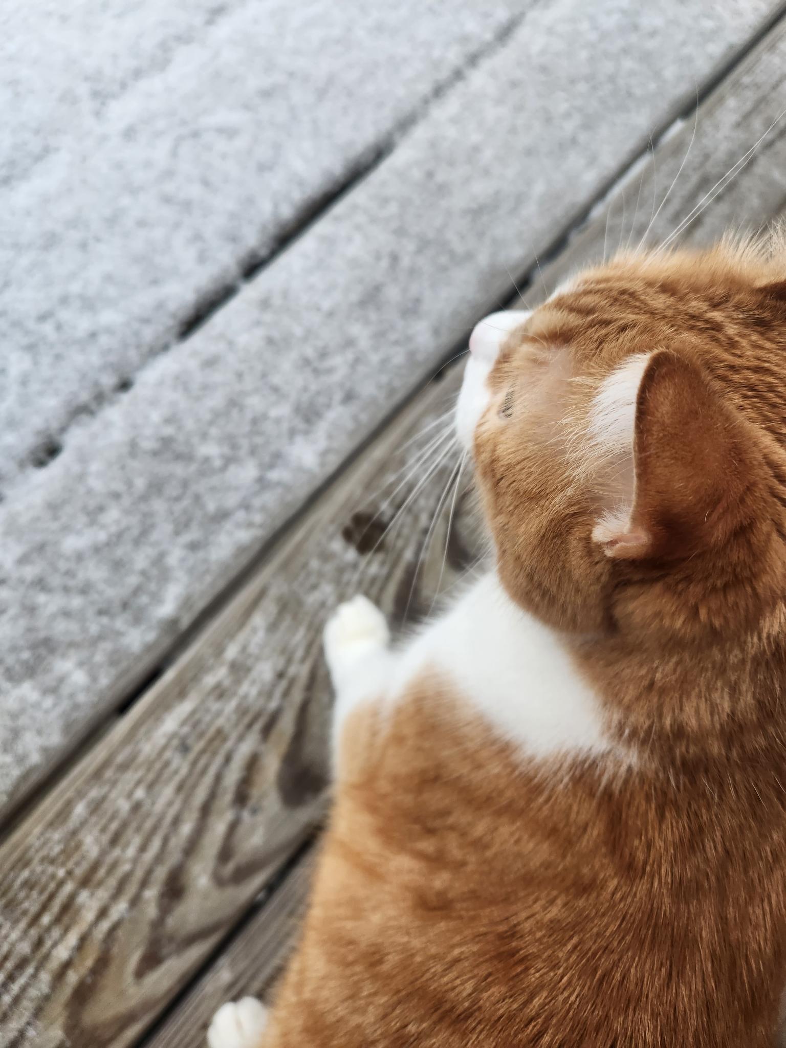 Rusty on a snowy deck