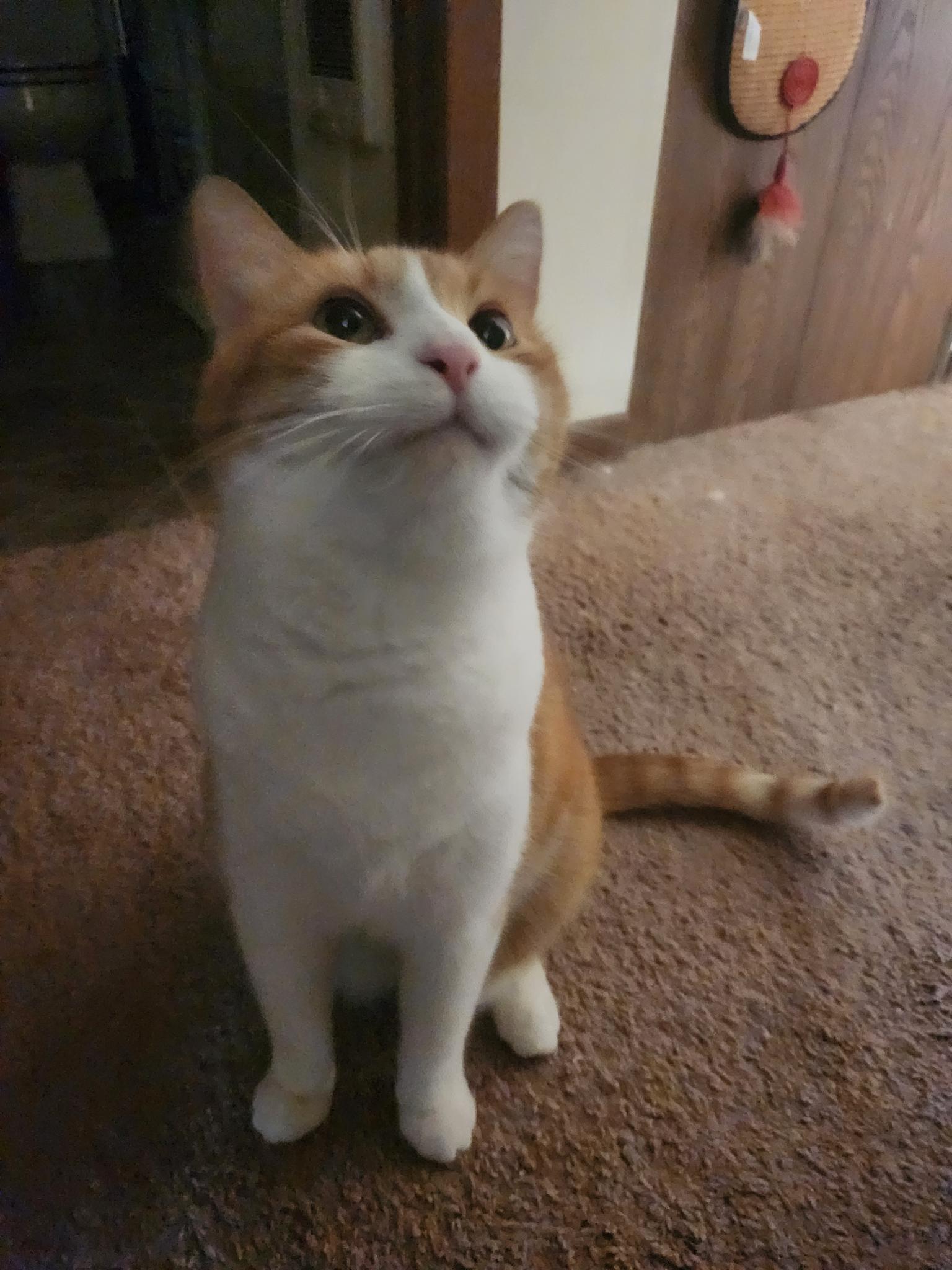 Rusty on the stairs