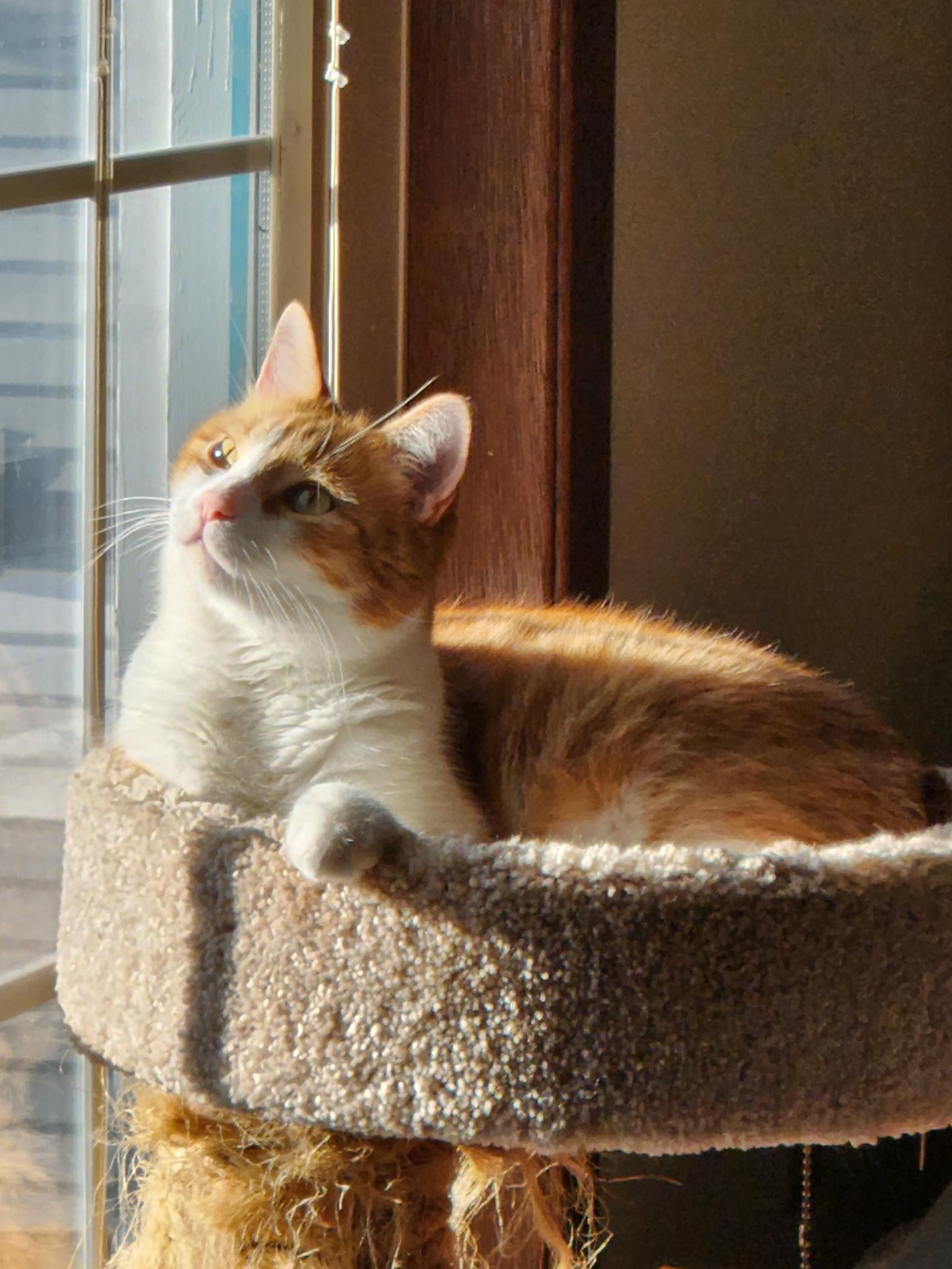 Rusty perched in a sunlit spot